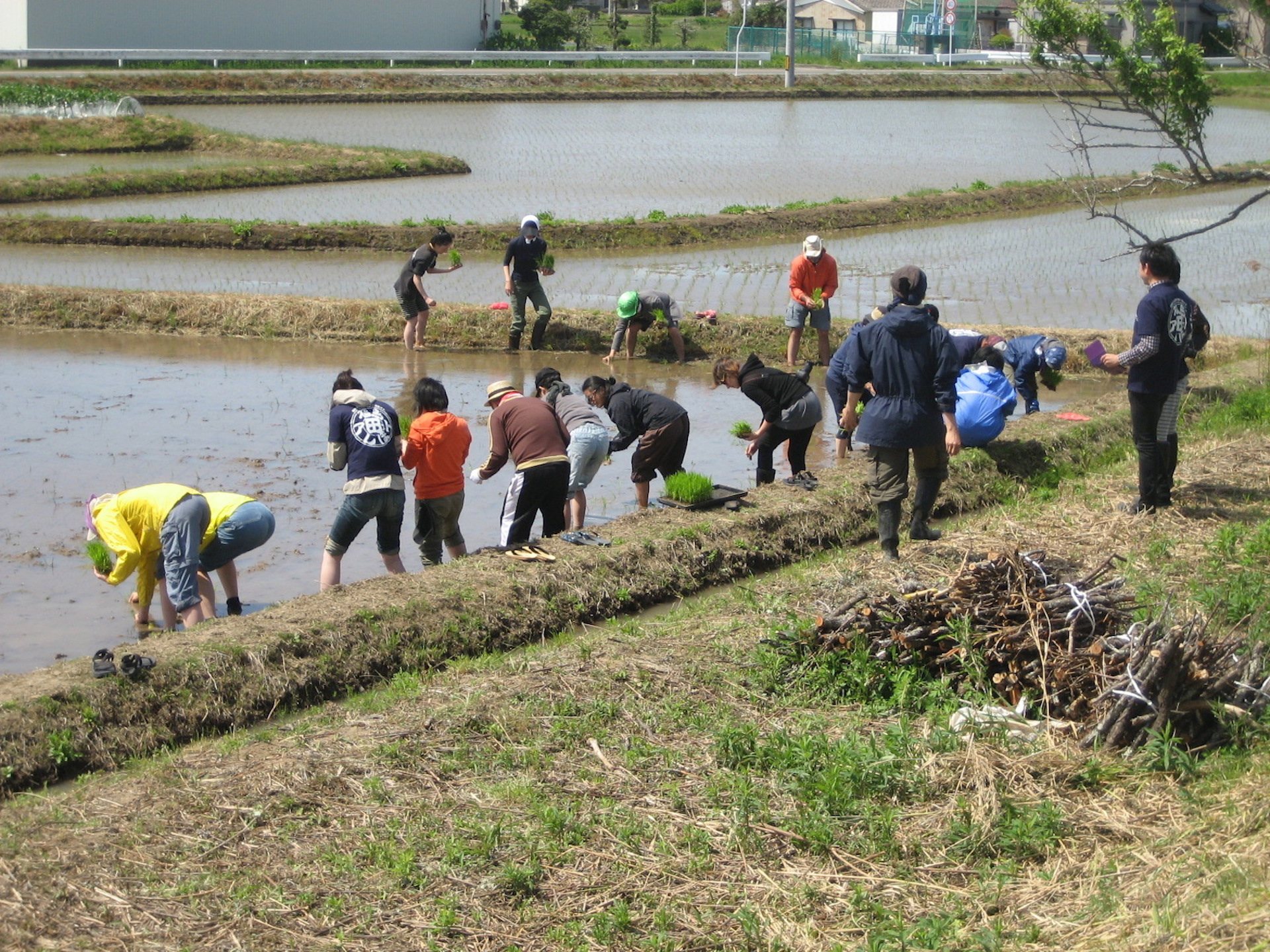 田植え当日