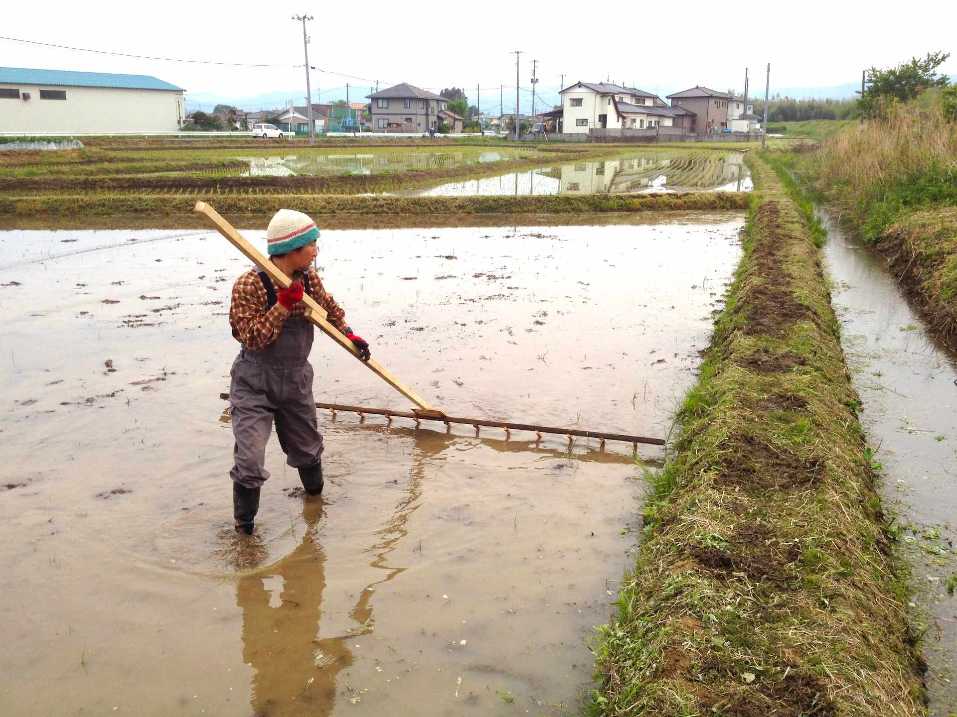 筋引き中